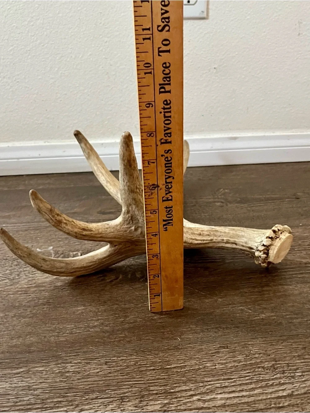 Natural Deer Antler Wall Accent - Cream Decorative Trophy
